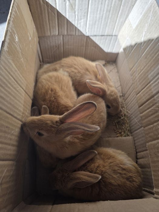 Продам крольчат  .