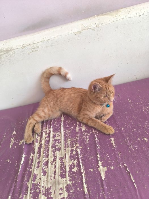 Отдам котенка в хорошие руки