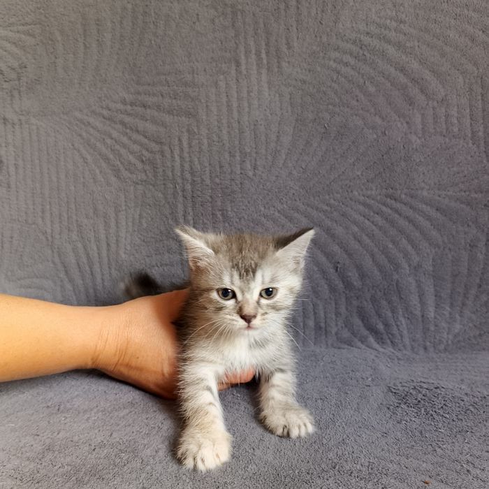 Животные котята 2 девочки