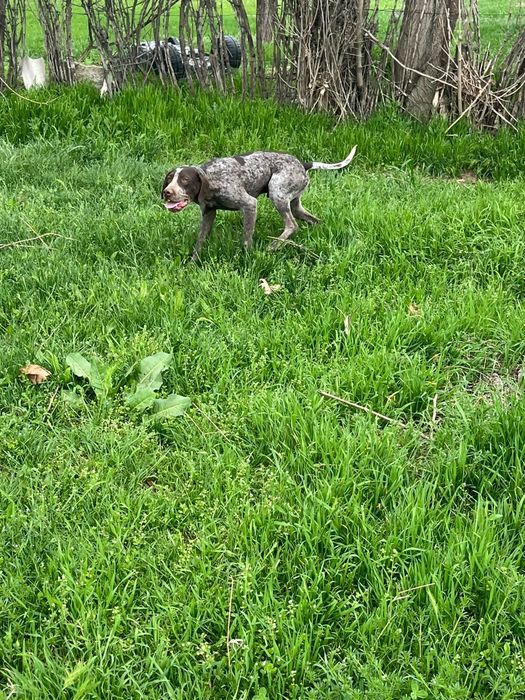 Собака курцхаар.