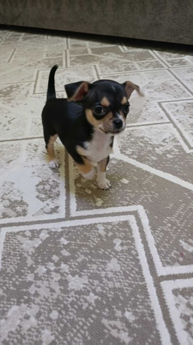 Продается щенок 2 месяца породы Чихуахуа