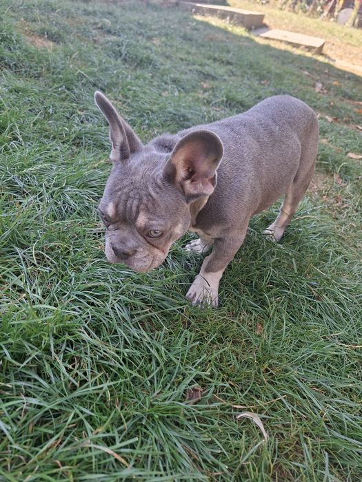 Bulldog francez mascul