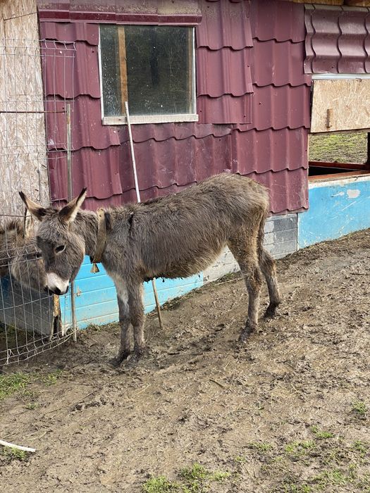 Măgărițe de vânzare