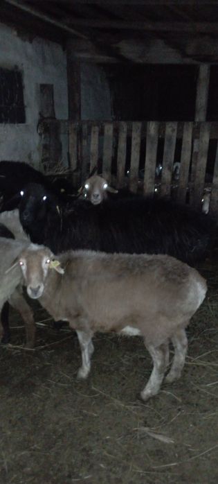 Қошқар сатылады ірі