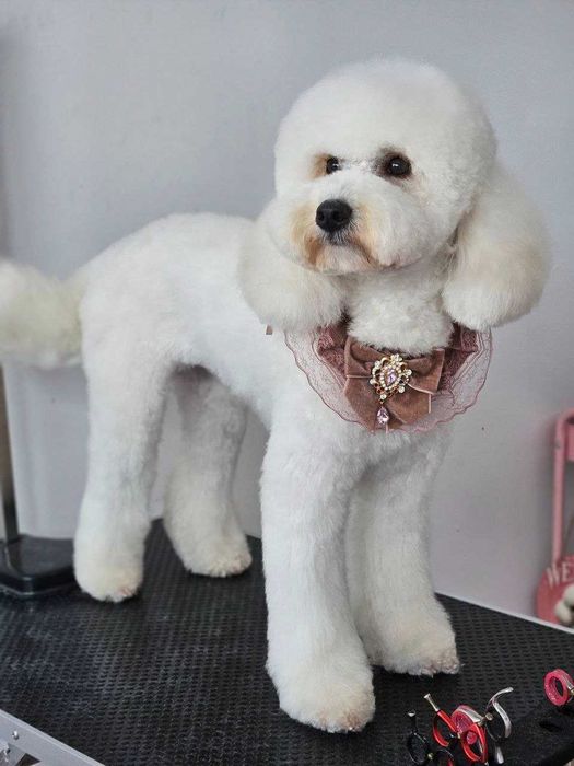 Той Пудел Poodle Toi