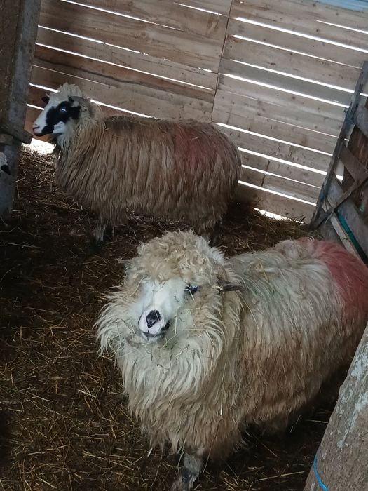 De vanzare 10 mioare