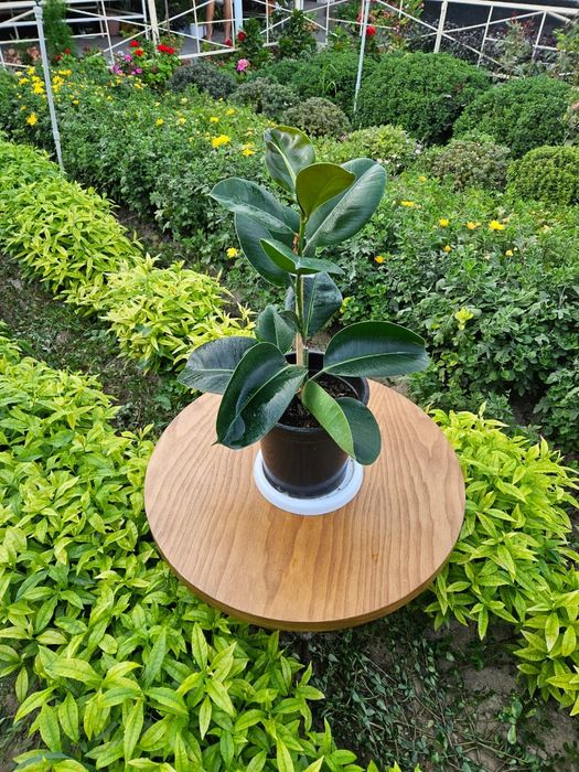 Үй гулдері сатылады