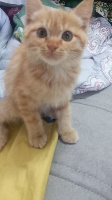 Котёнок домашний