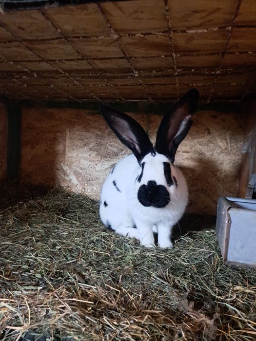 Vand Iepuri fluture german si urias german