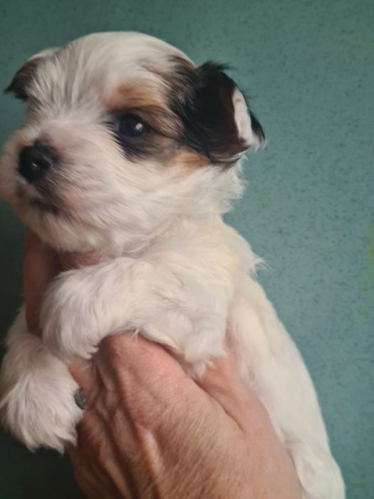 Щенки бивер-йорк