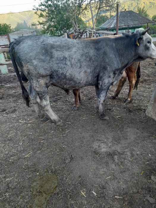 Продам быка 2 года