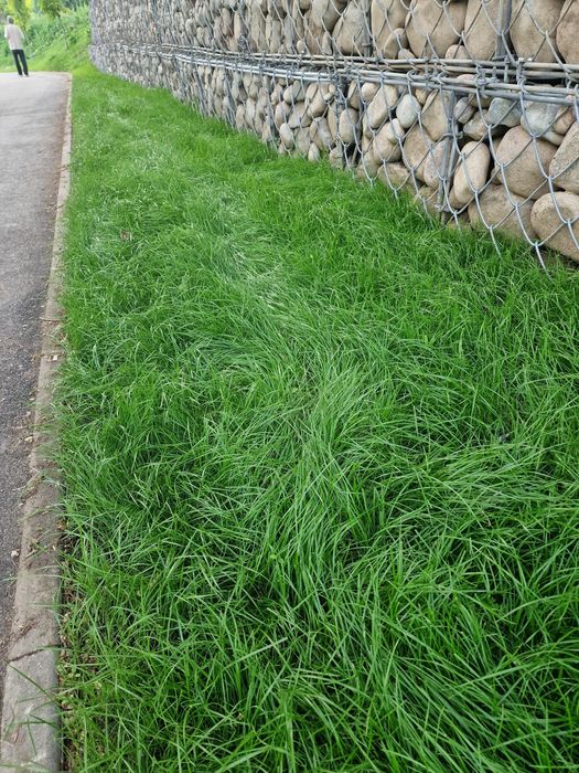 Гидропосев  газона