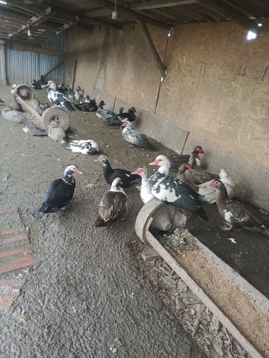 Vând rațe și rățoi