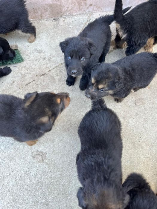 Donez ciobanesc german