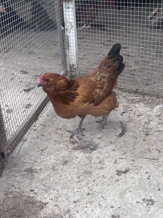 Oua pentru incubator