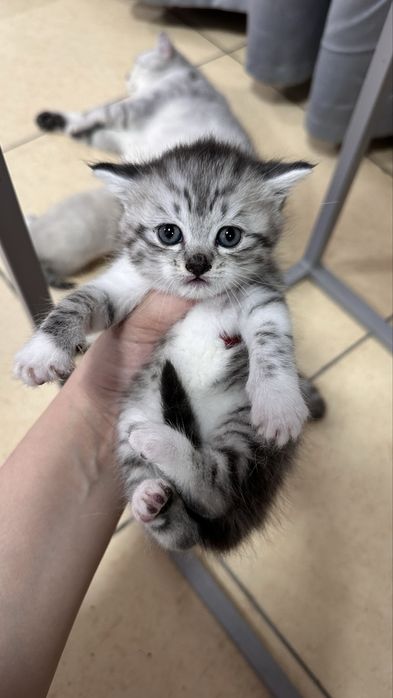 Шотландские котята