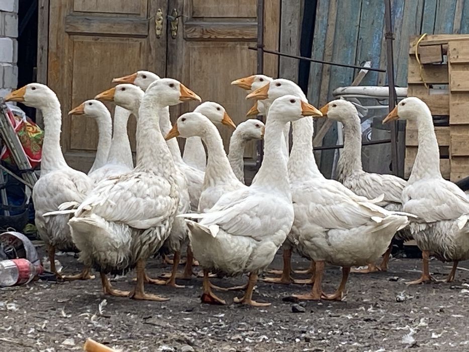 Продам             гусей