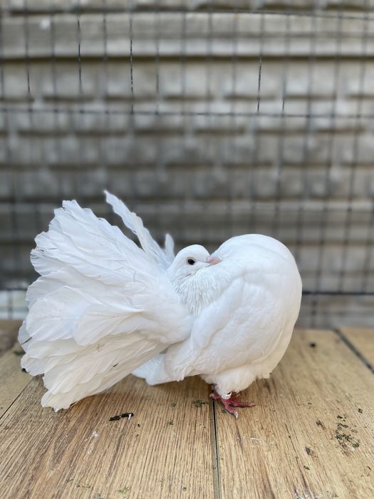 Porumbei voltati linia noua