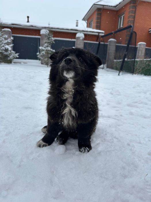 Ищу дом! Приношу удачу!