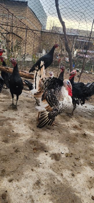 Induklar sotiladi kurkalar sotiladi harxilidan bor