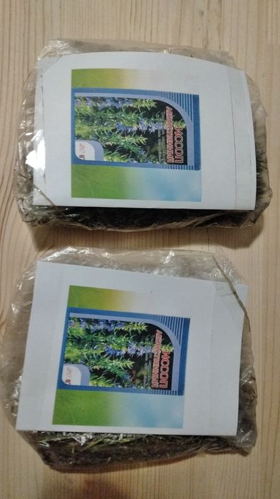 Иссоп лекарственный от кашля