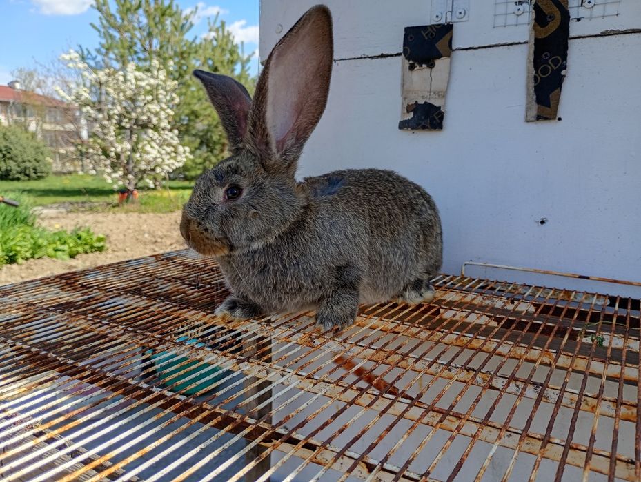 Продавам белгийски великан