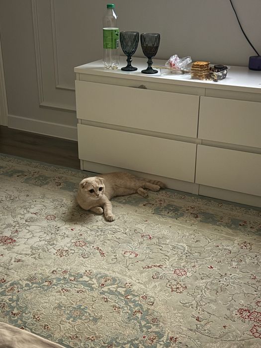 Кот вислоухий, 1 год