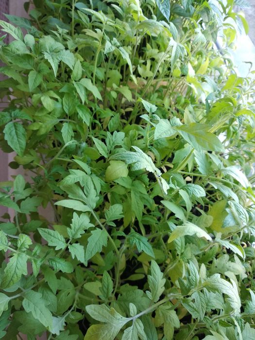 Продам рассаду помидор, перцев