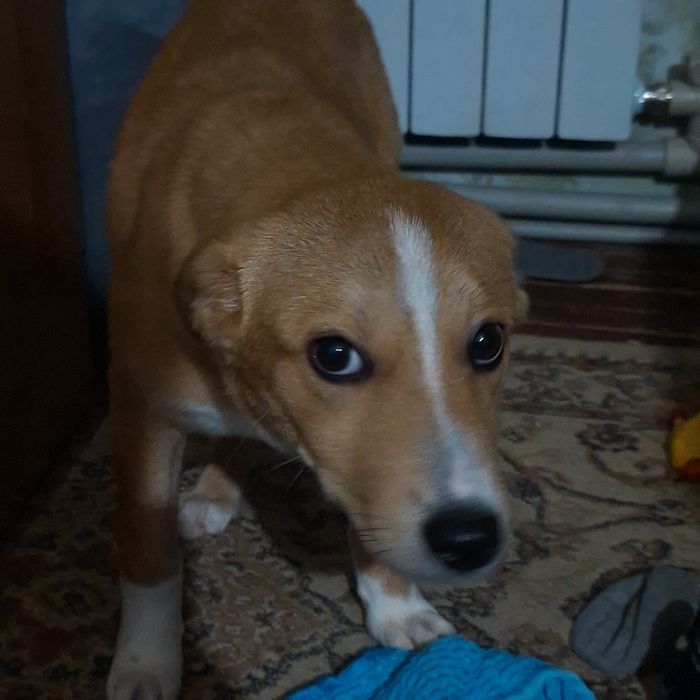 Отдам щенка в добрые руки,девочка