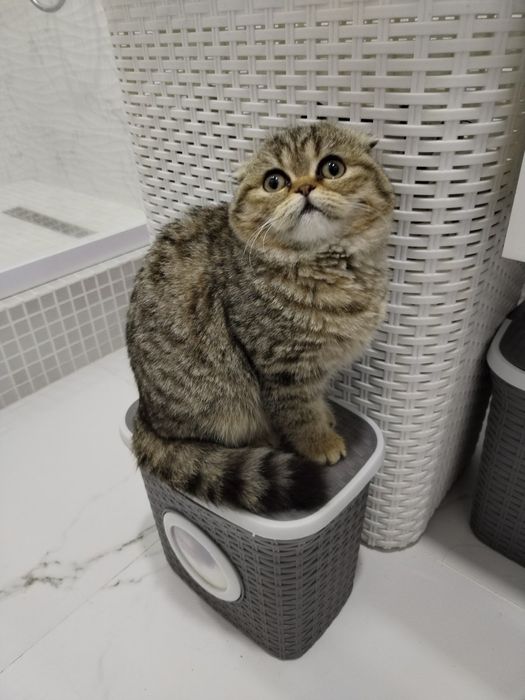 Выслоухий фольд Девочка