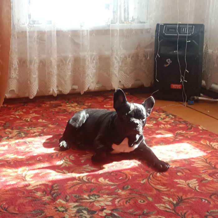Домашняя передержка