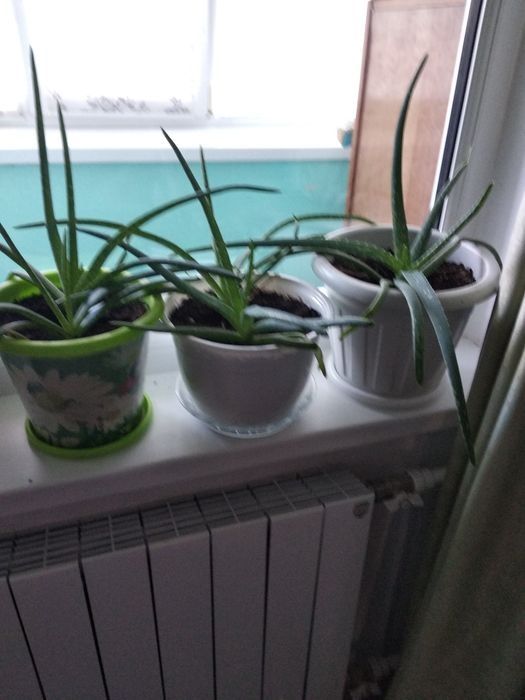 Продам лечебный аллое 2000 тенне