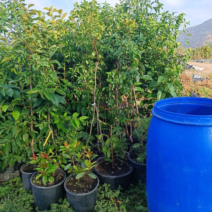 Хинап зизифус  китайска фурма ланг ли