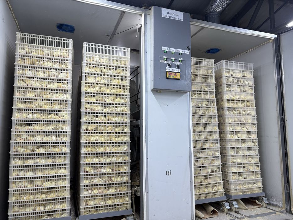 Суточные Бройлеры КООБ 500, 30 апреля