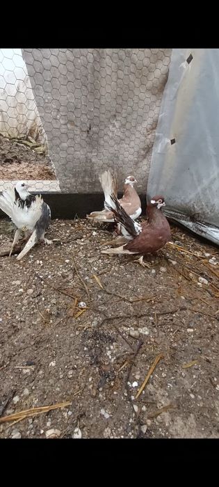 Porumbei Volga pereche și puiul lor