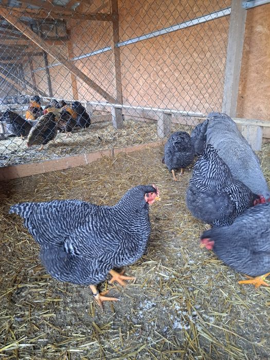 Vind gaini Plymouth rock barat 150 barat