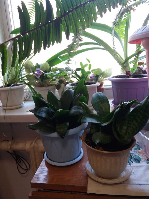 Продам комнатные цветы