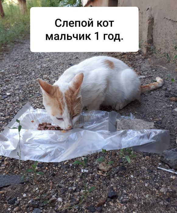 Кот мальчик в добрые руки