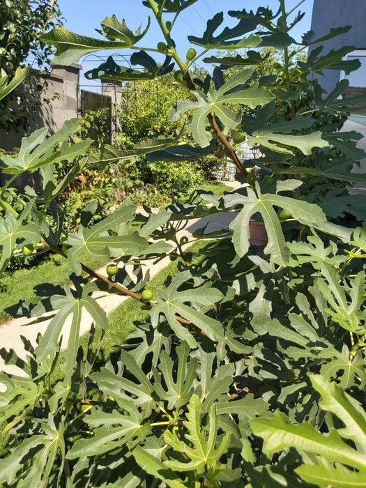 Puiet de Smochin, soiuri diferite