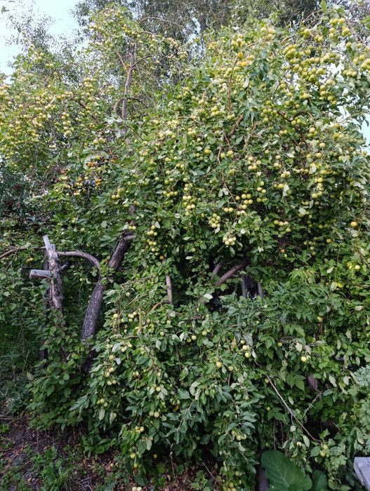 Продаётся дача на федоровке