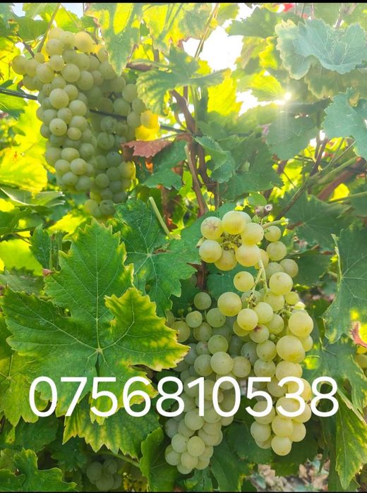 Aducem spre vânzare struguri de vin