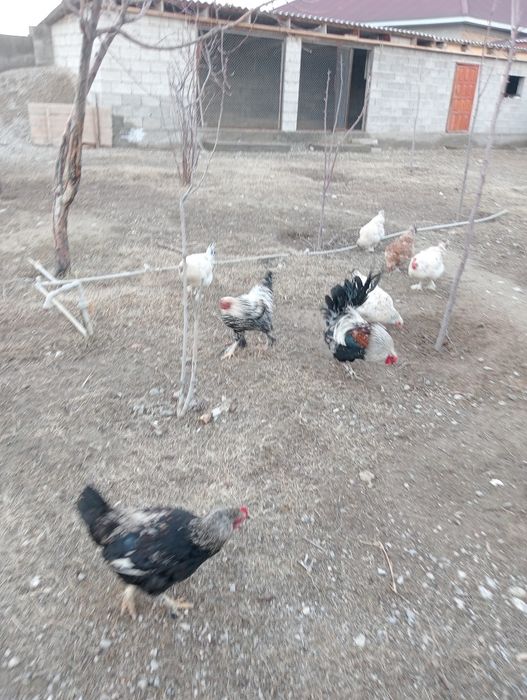 Қораздар былтырғы балапандар