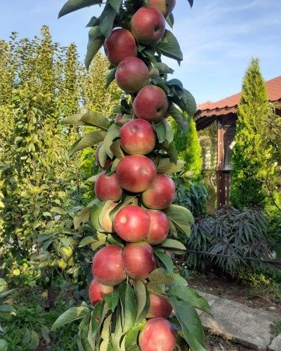 Columnari pt spații mici
