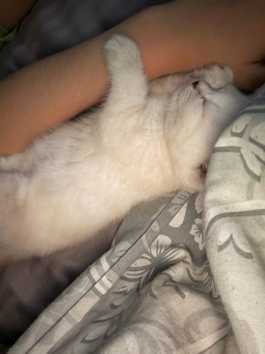 Котенок шотландский