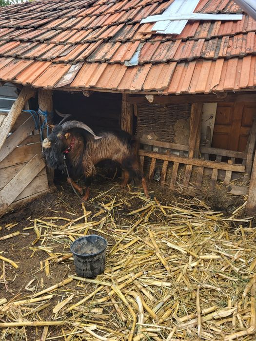 Țapi, capre de vânzare județul Olt