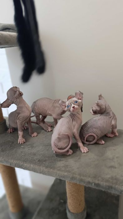 Эльф с аквамариновыми глазами.