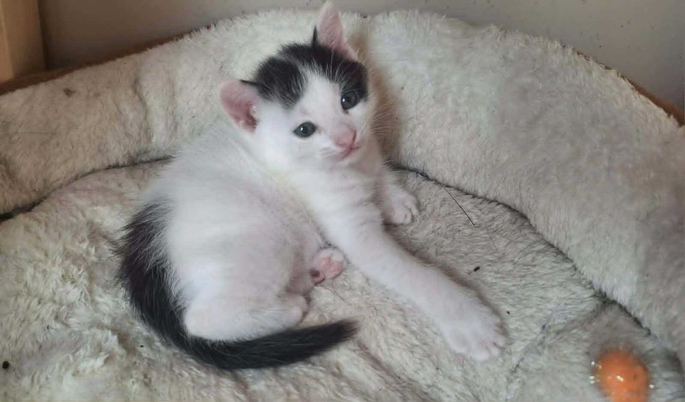 коте бебе търси дом