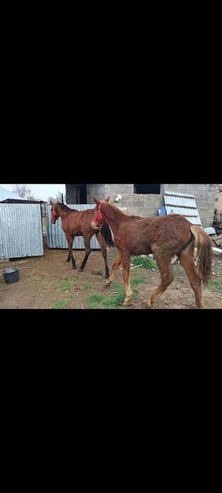 Жаксы ири тайлар сатылады