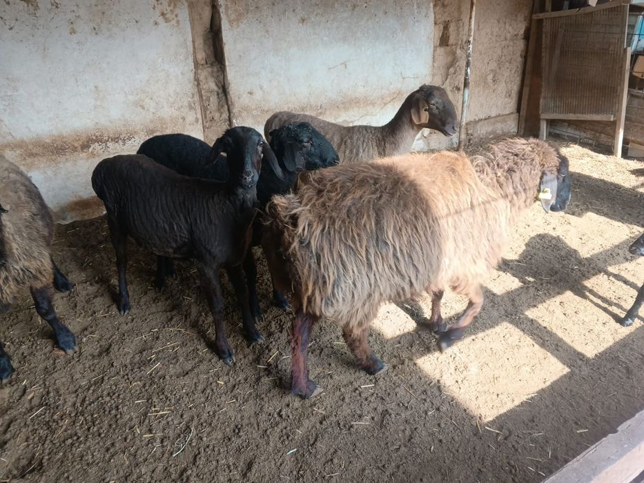 Қойлар сатылады.