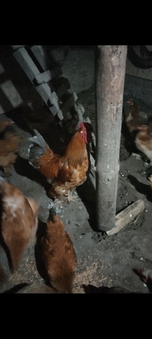 Продам  цыплят. Домашний вывод